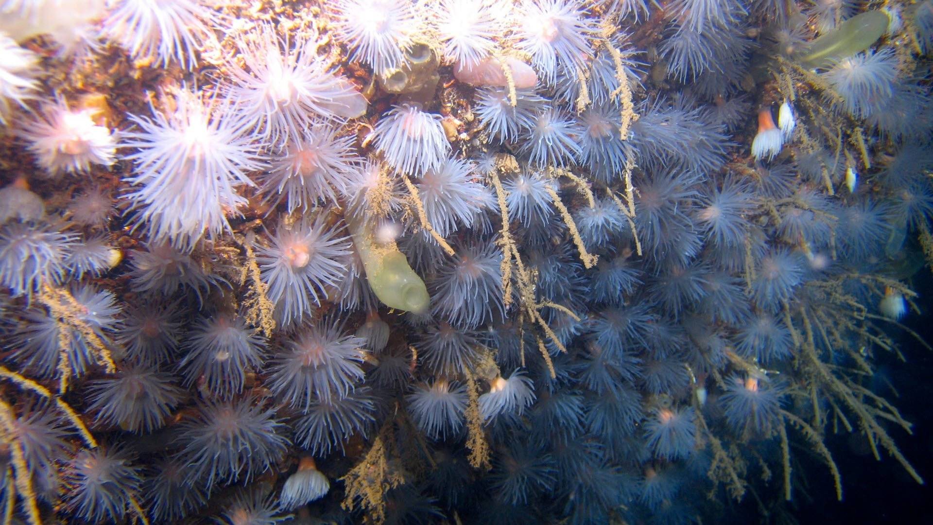 Gullmarsanemon (Protanthea simplex) i Kosterhavets nationalpark, Västra Götalands län.