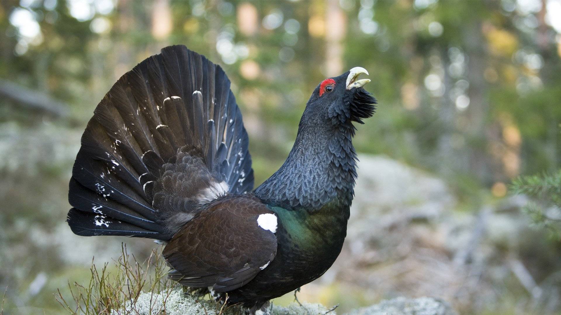 Tjäder spelar under tjäderspel på våren.