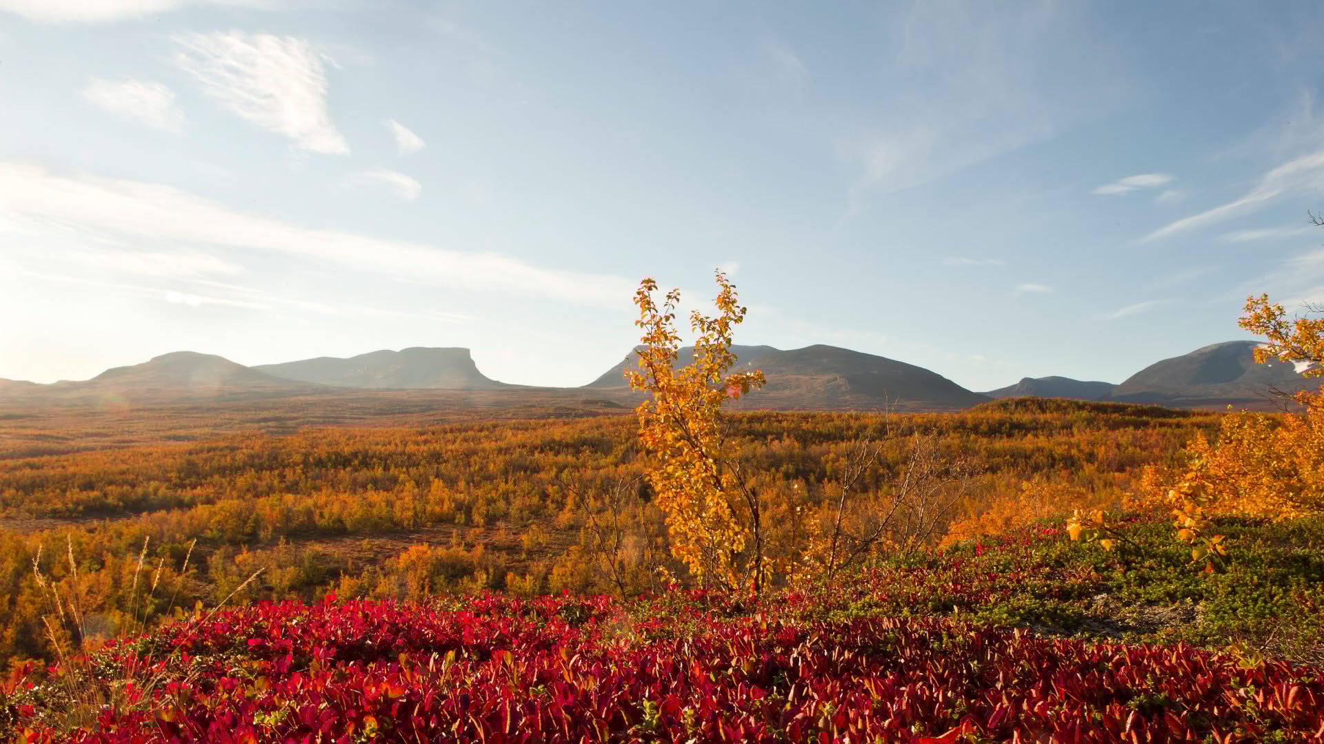 Fjällandskap i höstfärger, träd i orange och rött med Lapporten i bakgrunden. En dag med klar himmel. Abisko, Lappland, Sverige.