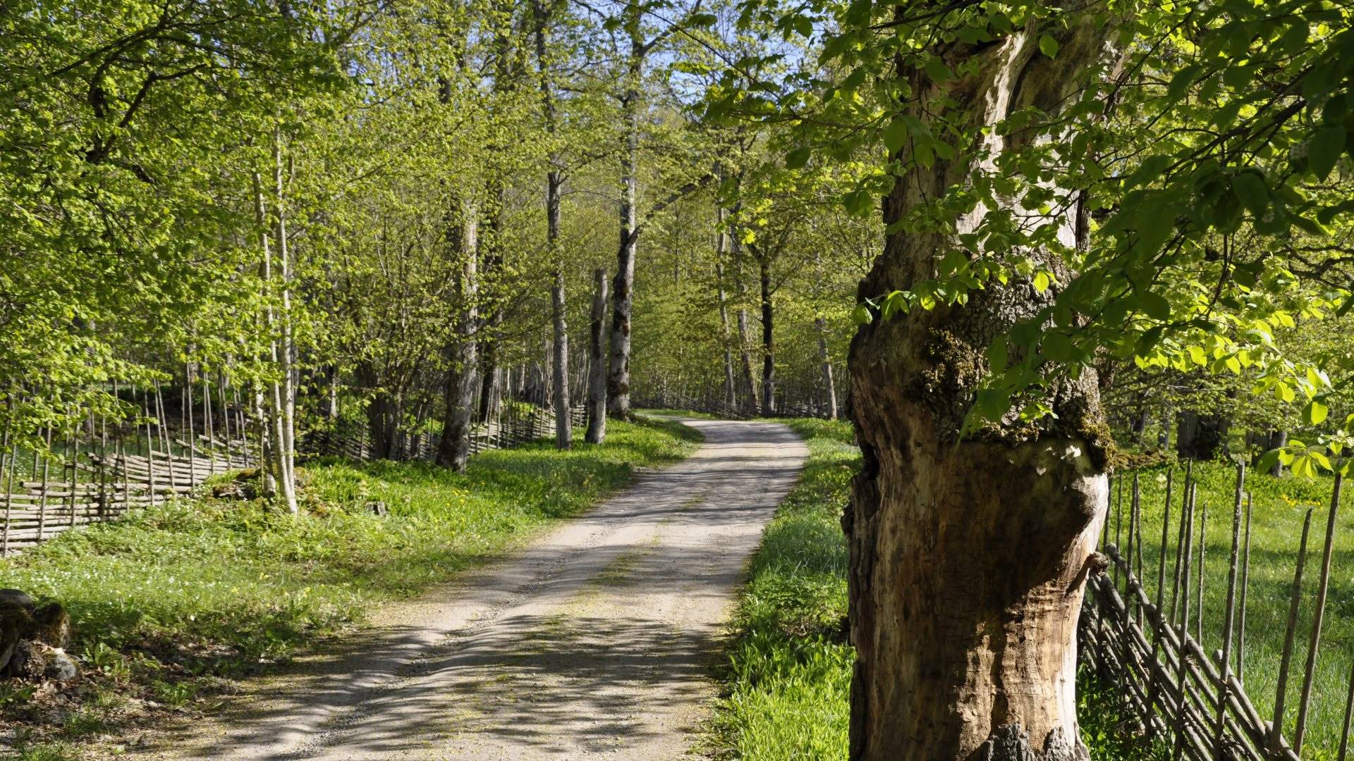Grusväg omgiven av lövträd i skir grönska och gärdesgårdar, med en grov trädstam i förgrunden i Garphyttans nationalpark.