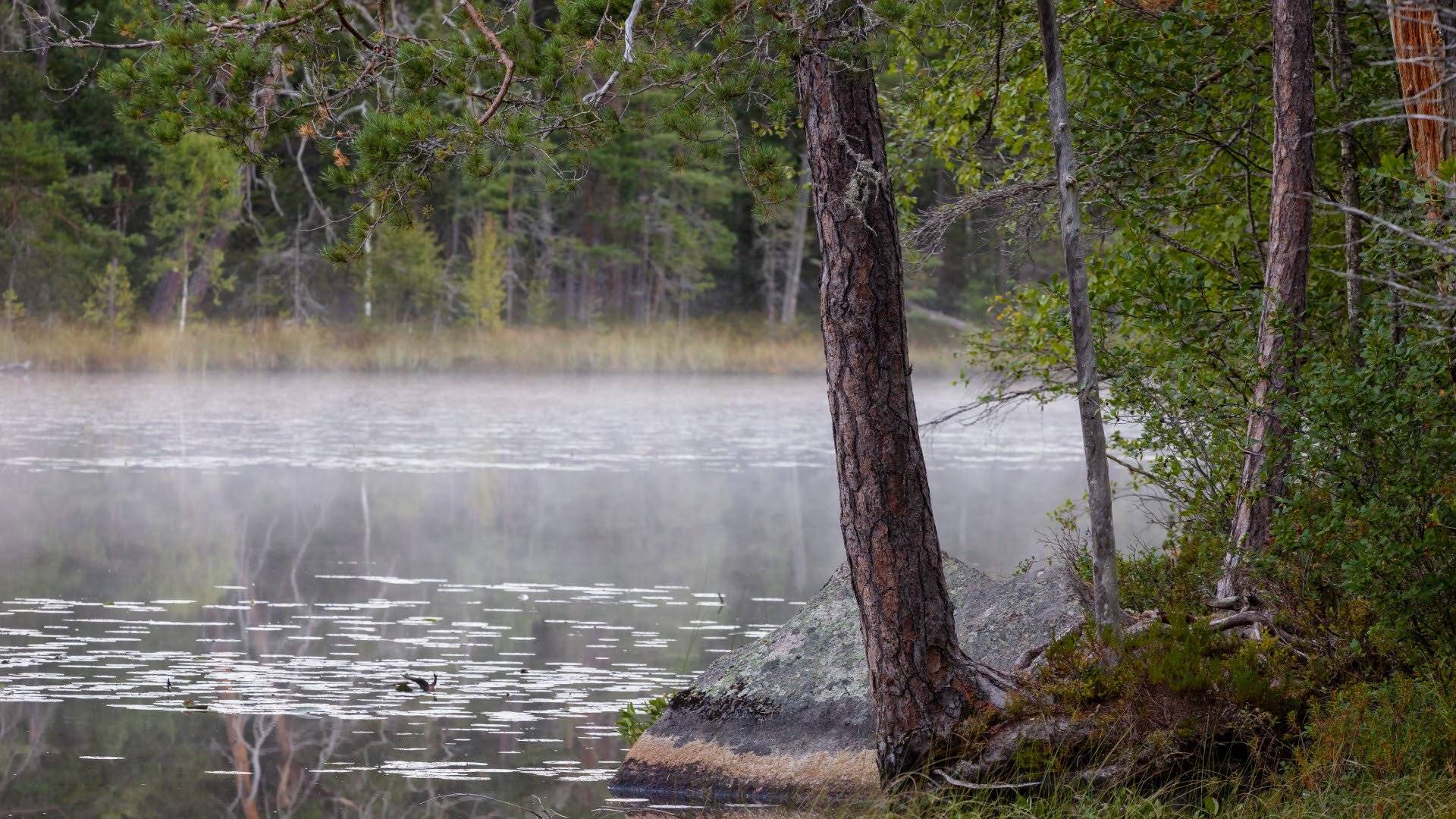 Stora eller Lilla Idgölen i Norra Kvills nationalpark med svag dimma över vattenytan, omgiven av tät skog. 