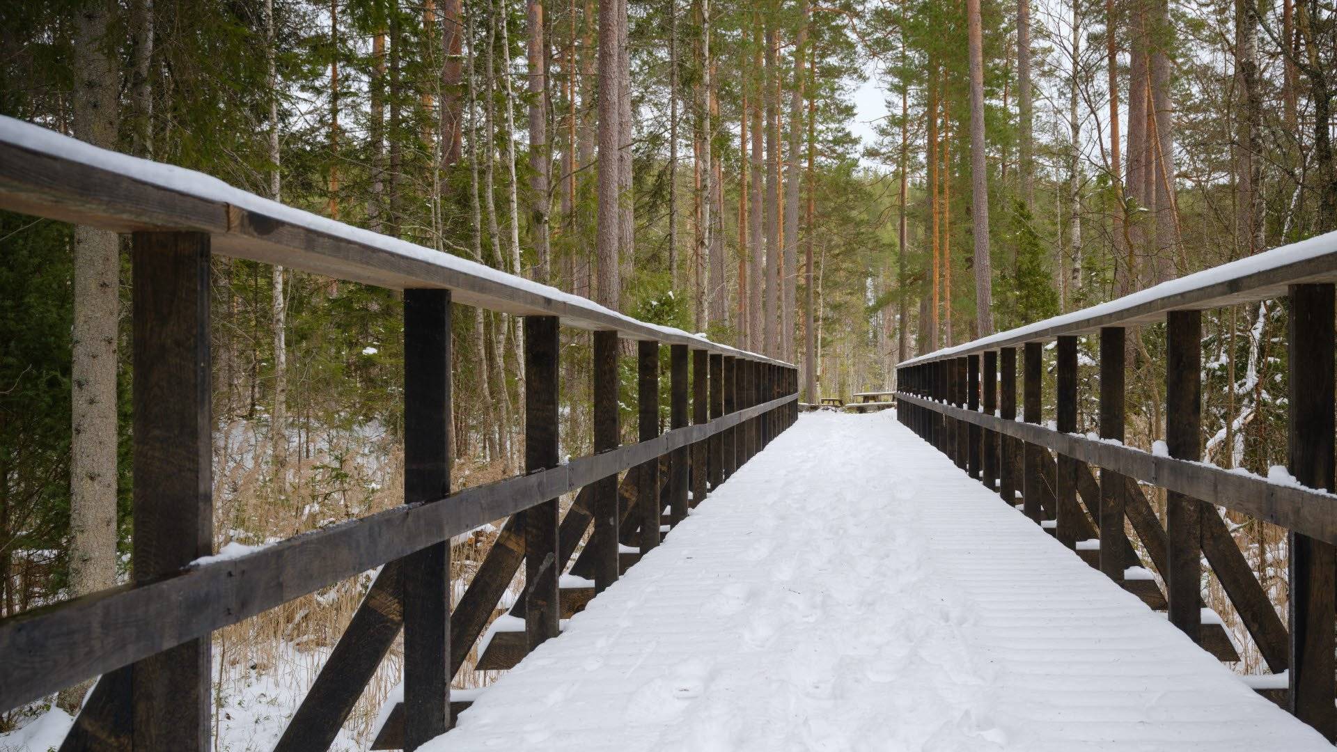Snötäckt träspång som leder fram till en skog med barrträd i Norra Kvills nationalpark.