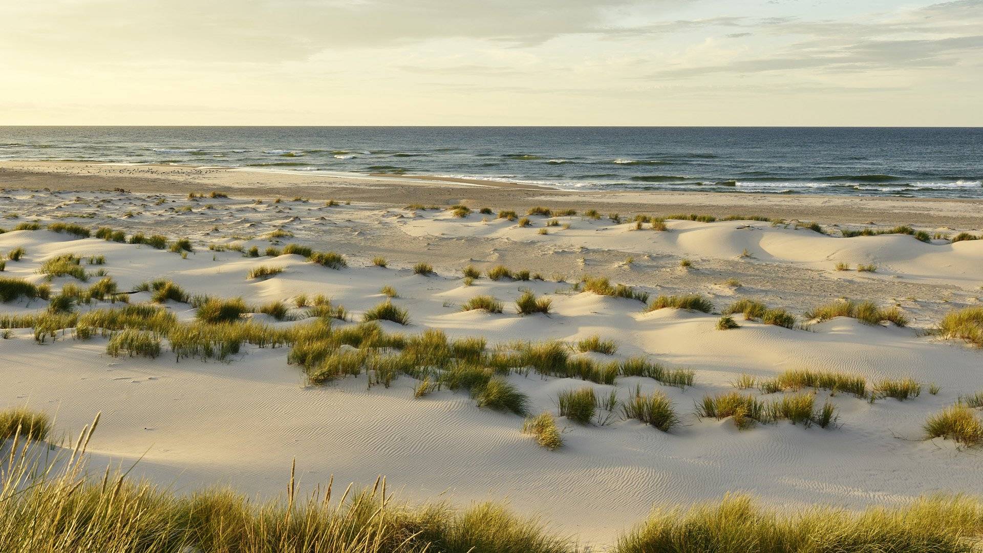 Sanddyner vid sandstrand, Gotska sandöns nationalpark