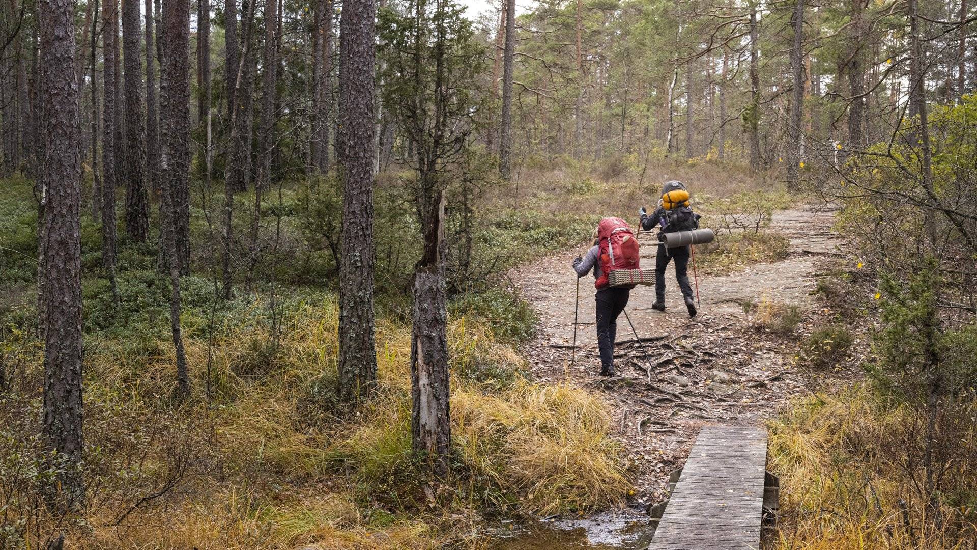 Två besökare vandrar längs en av lederna, Tresticklans nationalpark.