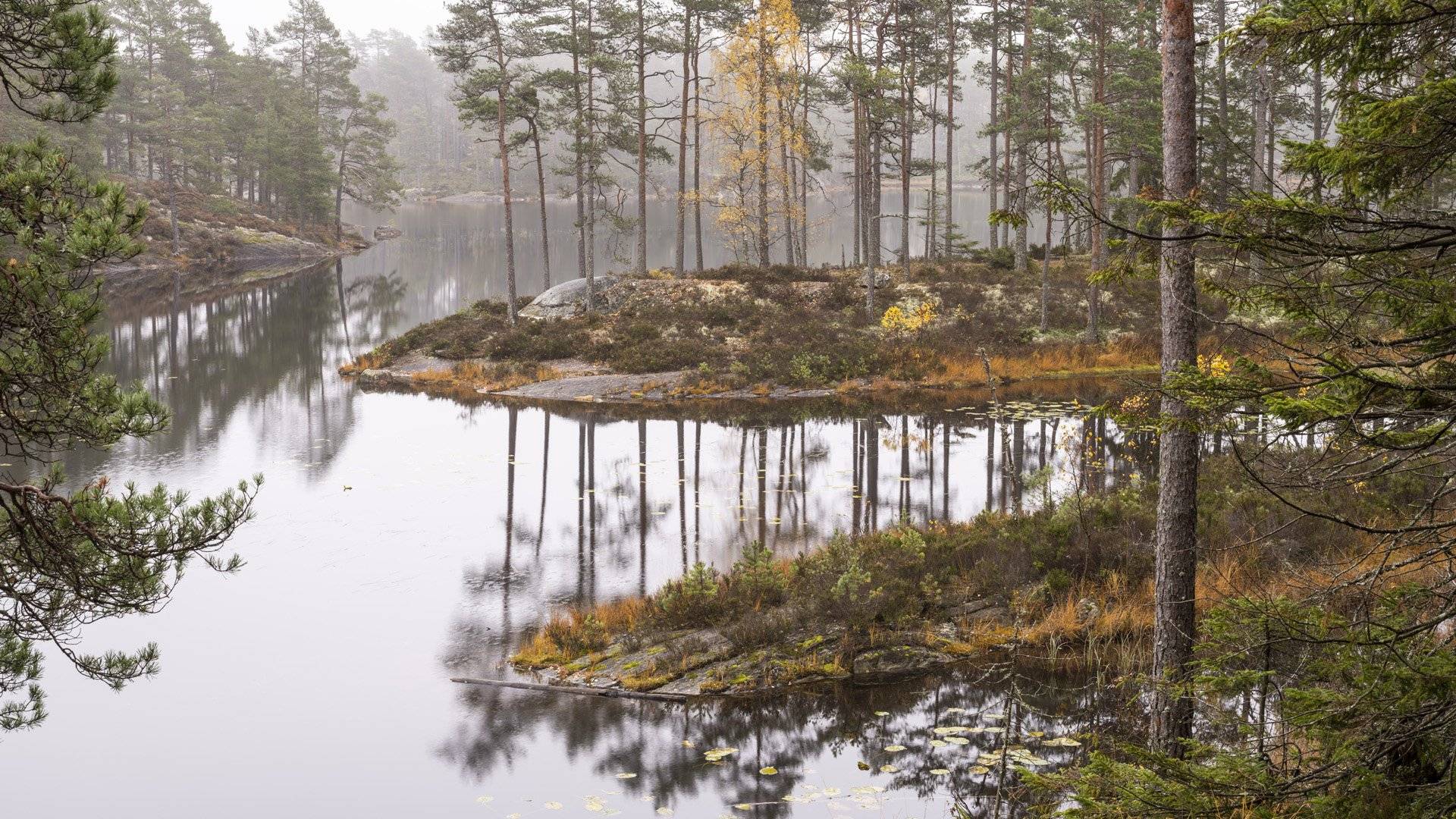 Tallskog intill en sjö med många vikar, Tresticklans nationalpark