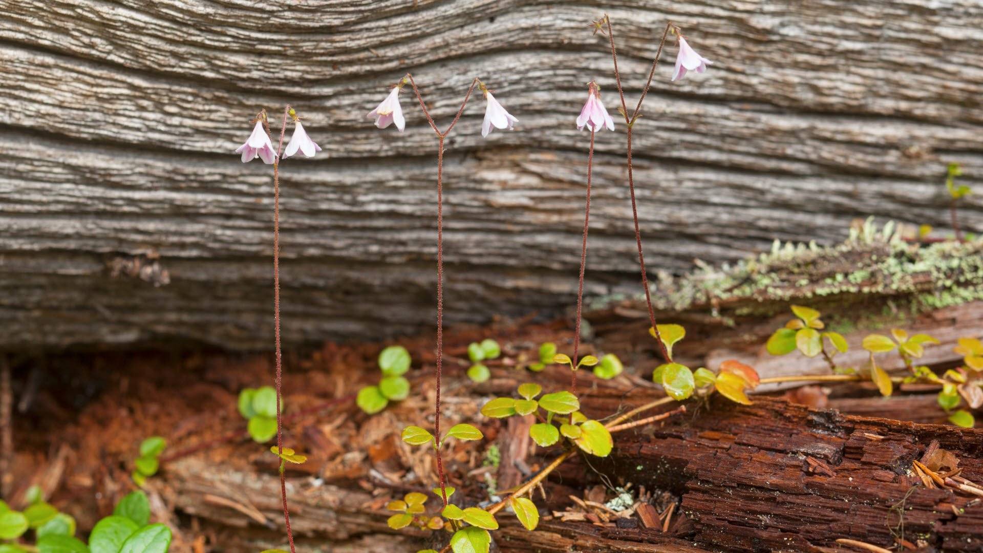 Linnea borealis i Muddus nationalpark. 
