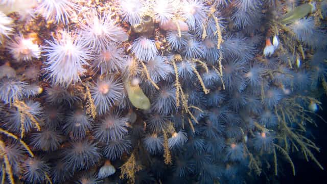 Gullmarsanemon (Protanthea simplex) i Kosterhavets nationalpark, Västra Götalands län.