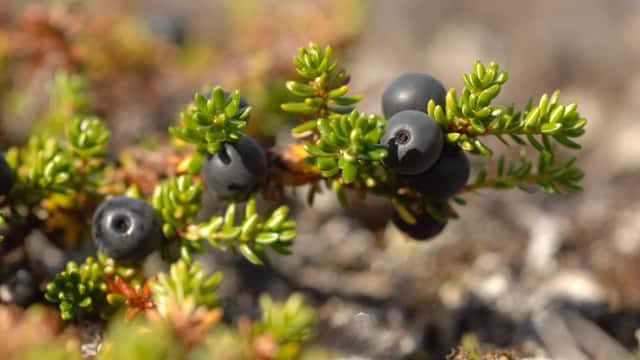 Nordkråkbär, Empetrum hermaphroditum
