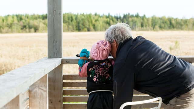 Fågelskådning från fågeltorn över sädesfält, Östhammar, Uppland.