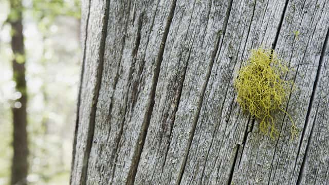 Varglav på stam, Töfsingdalens nationalpark