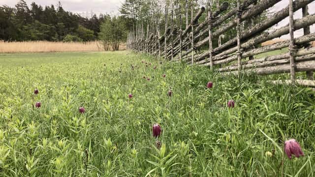 Ängsmark med blommande kungsängsliljor, gärdesgård till höger i bild.